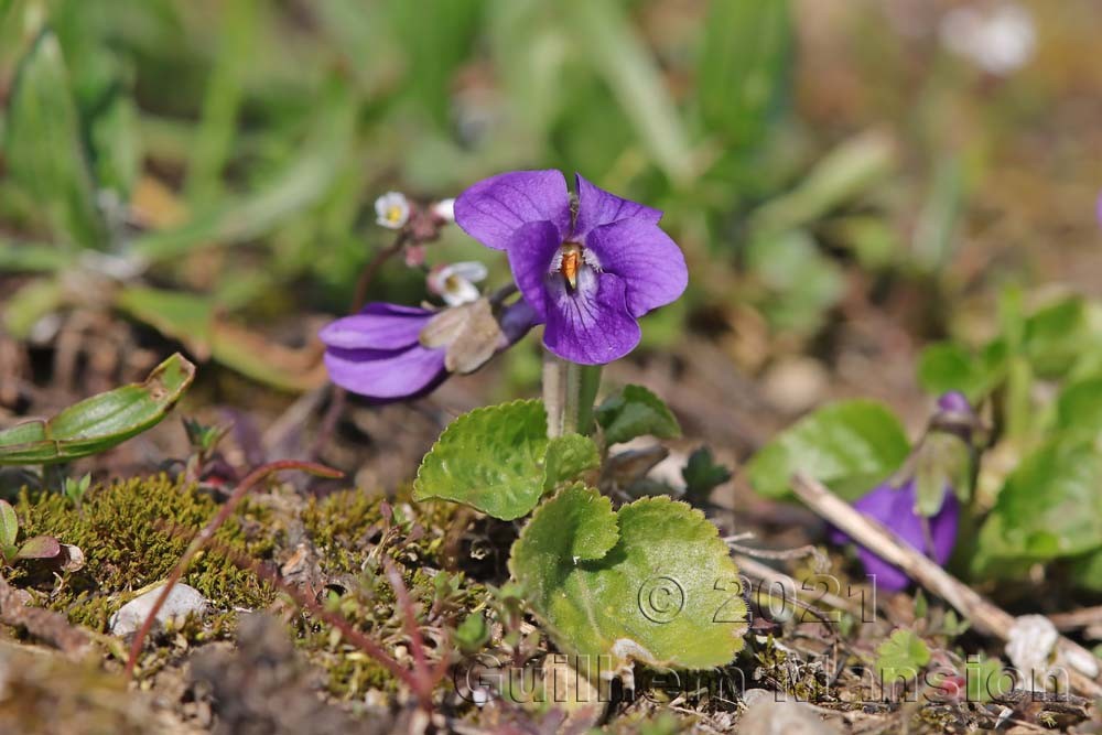 Viola odorata