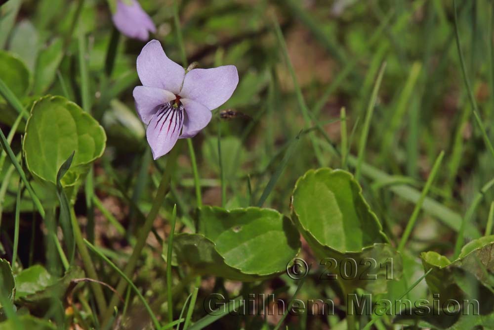 Viola palustris