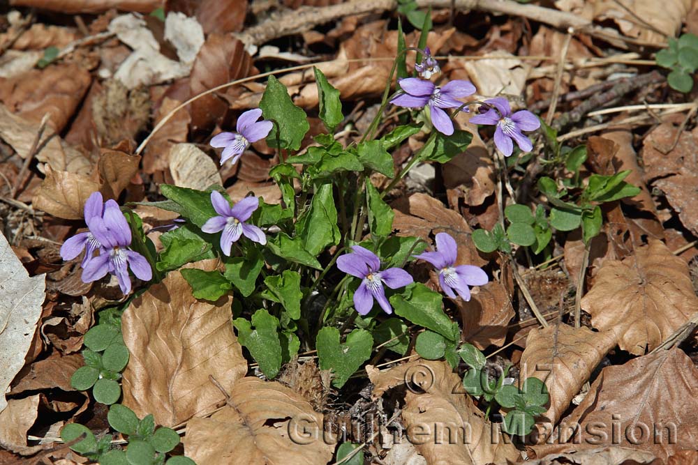 Viola reichenbachiana