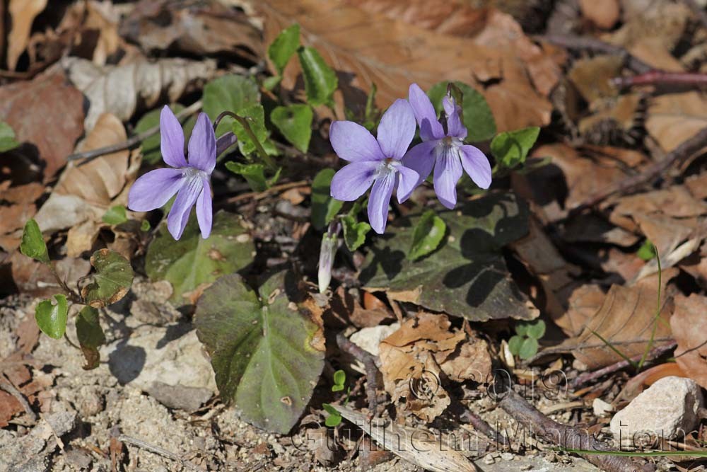 Viola reichenbachiana