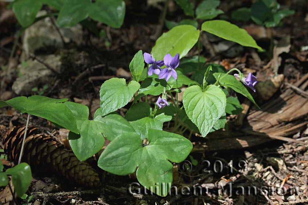 Viola reichenbachiana