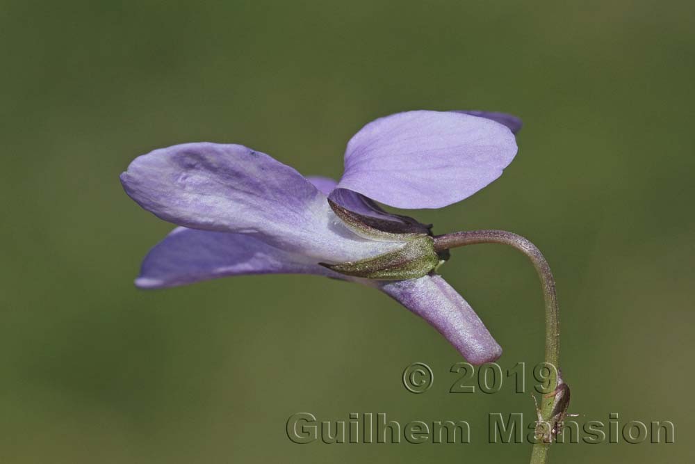 Viola reichenbachiana