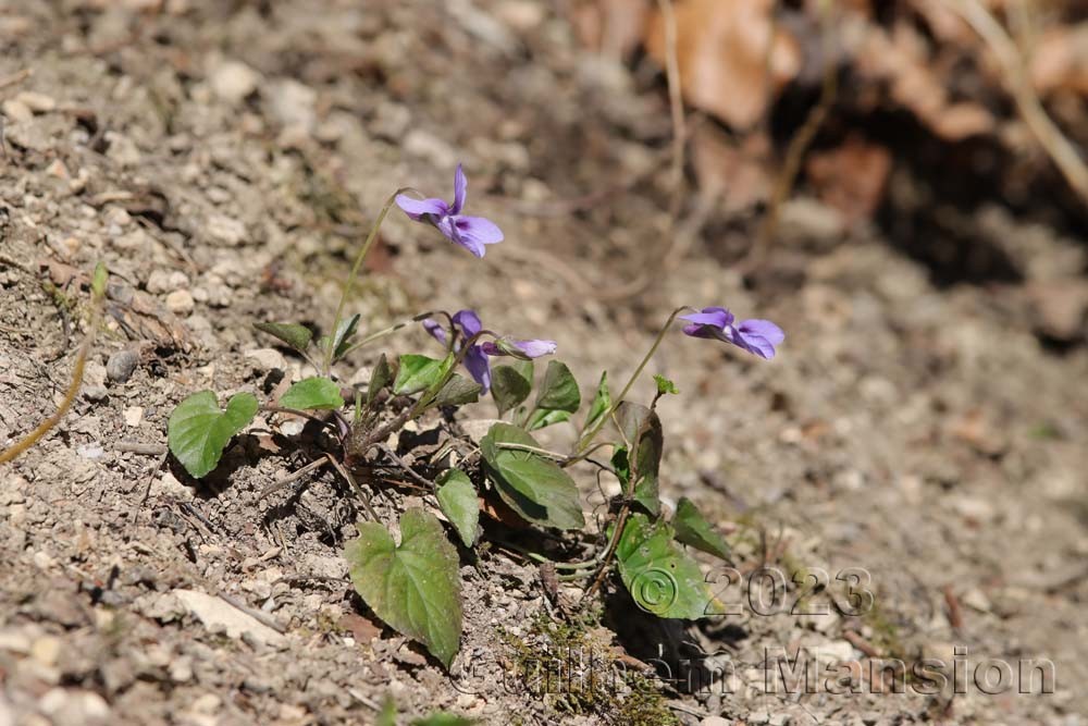 Viola reichenbachiana