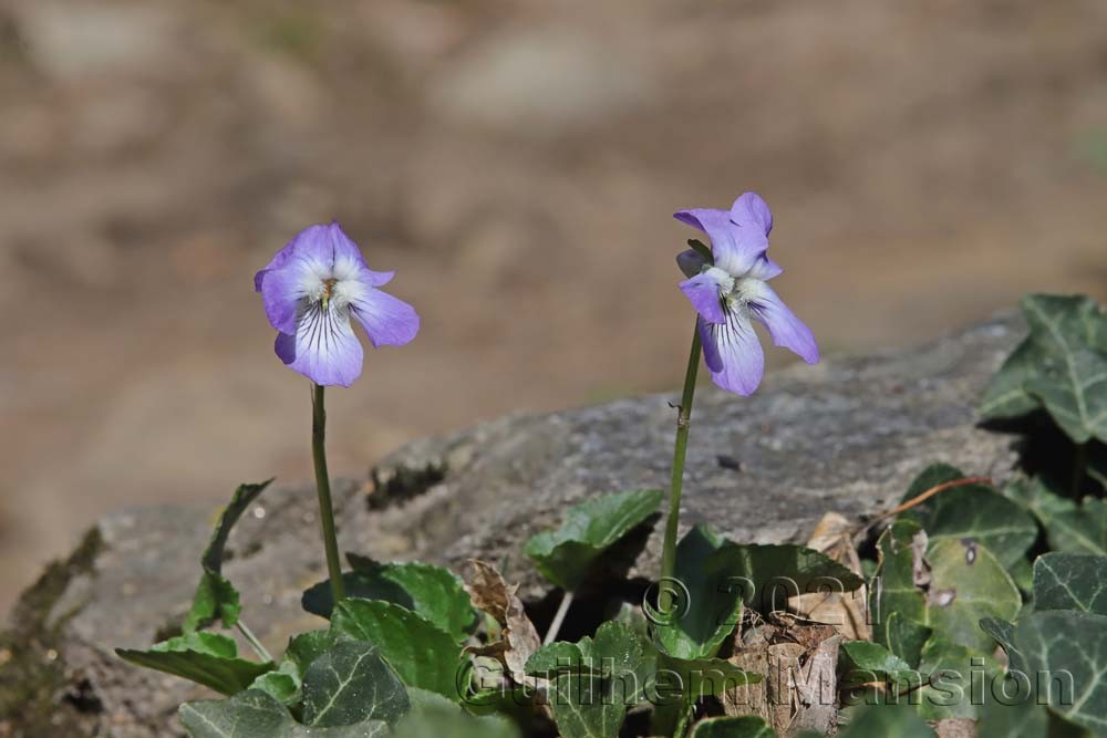 Viola riviniana