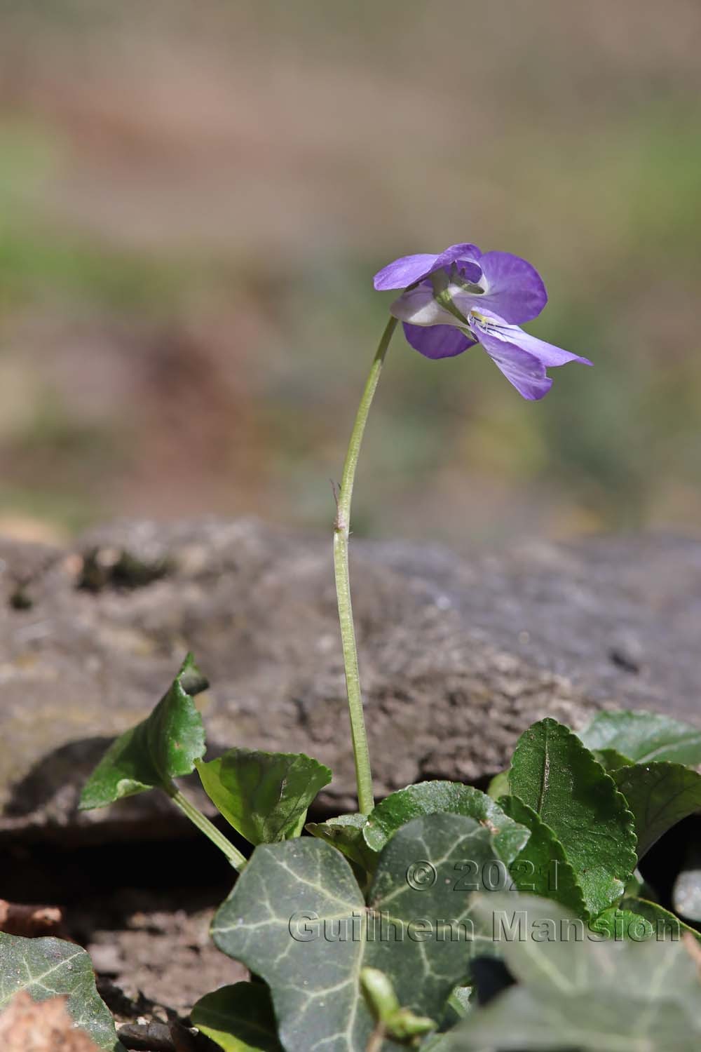 Viola riviniana