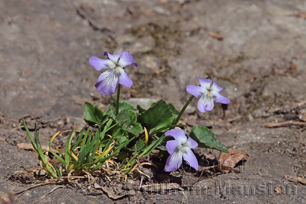 Viola riviniana