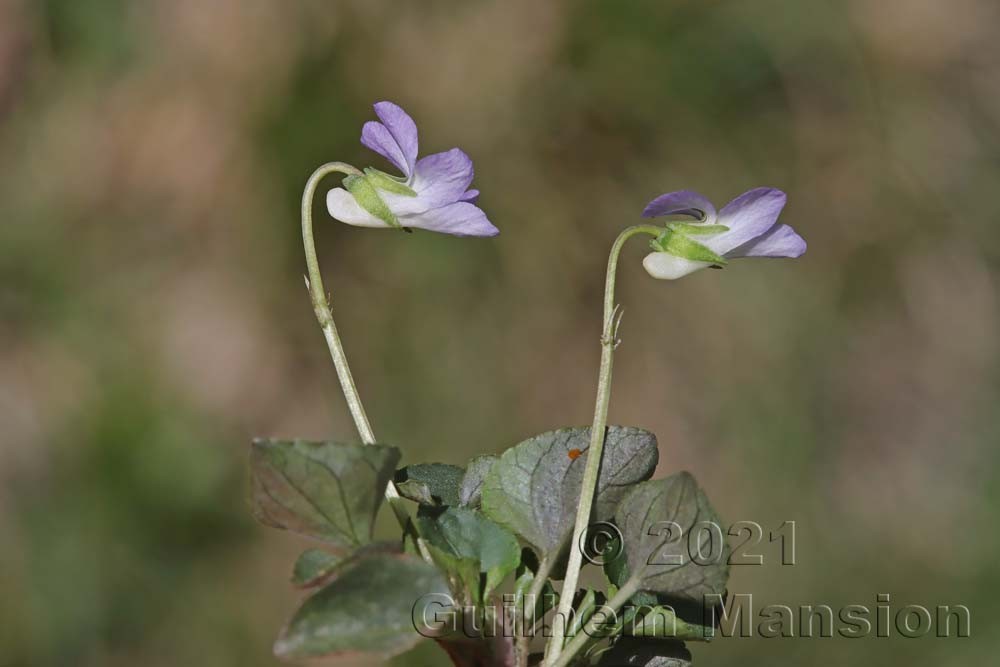 Famille -  Violaceae