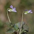 Famille -  Violaceae