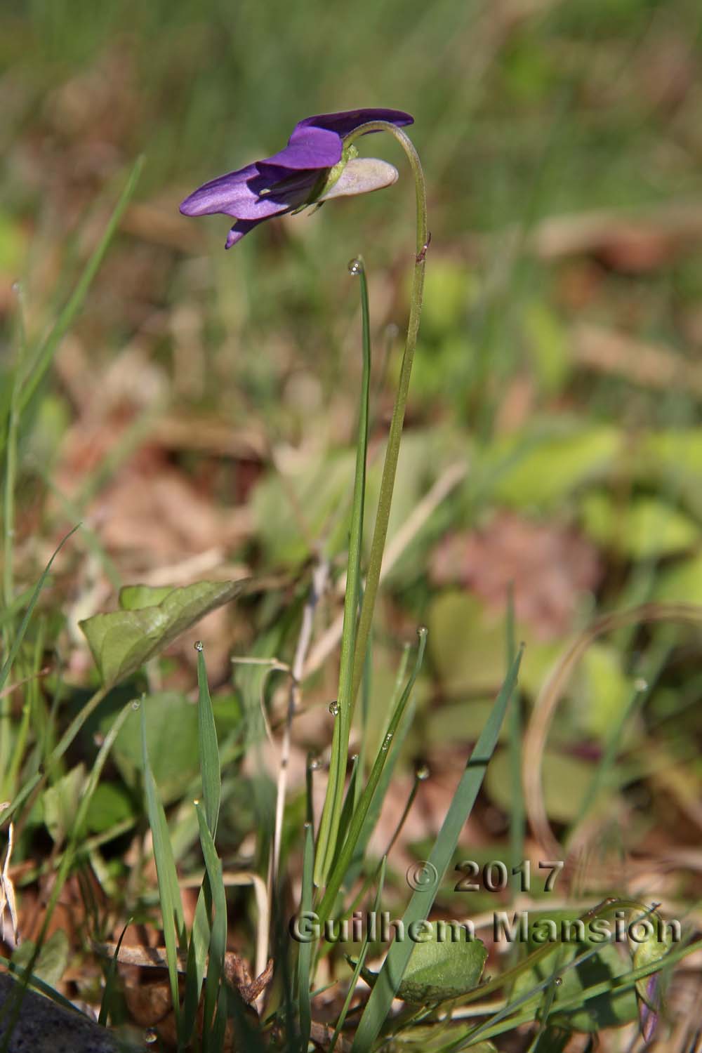 Viola riviniana