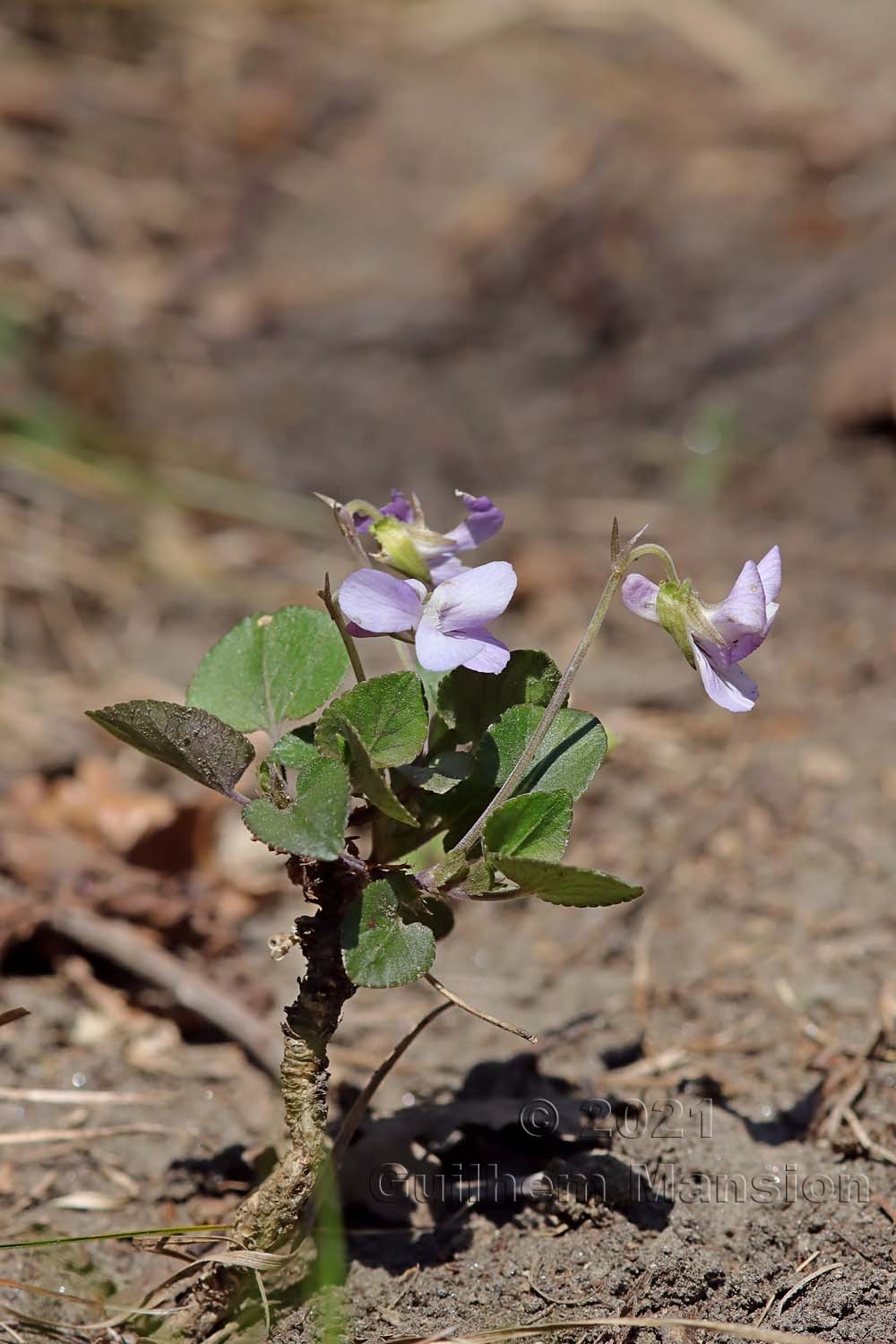 Viola rupestris