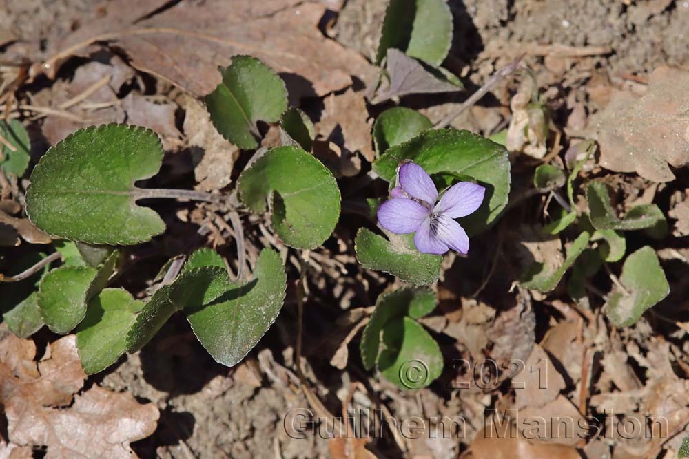 Viola rupestris