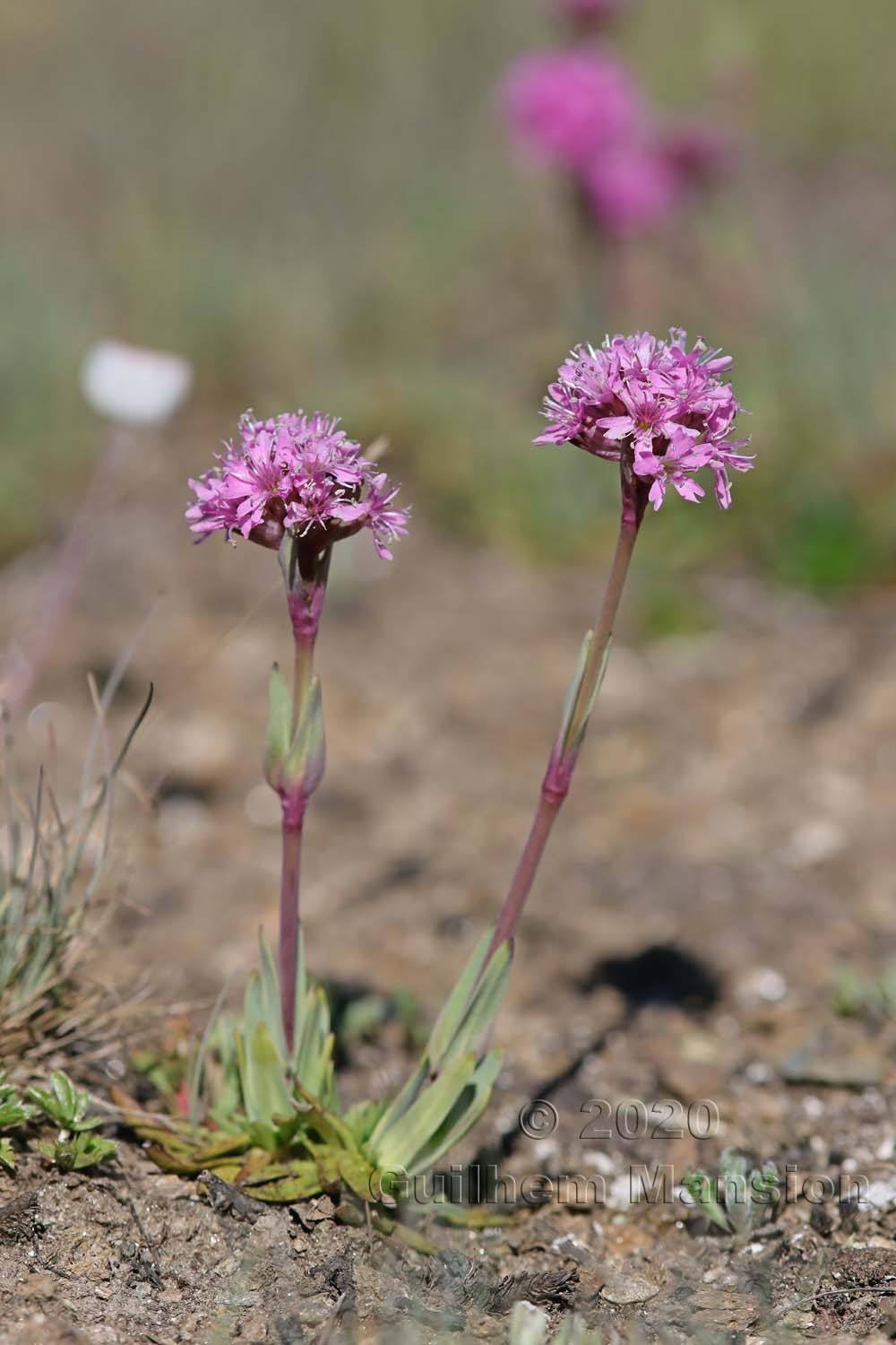 Viscaria alpina [Silene suecica]