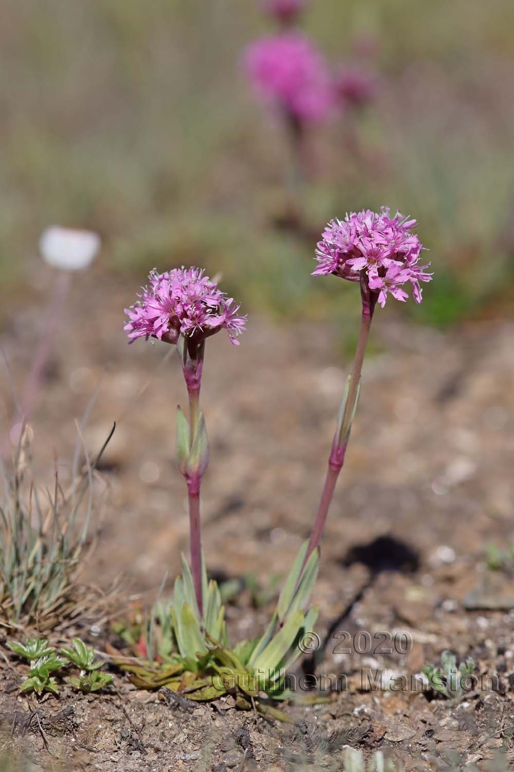 Viscaria alpina [Silene suecica]