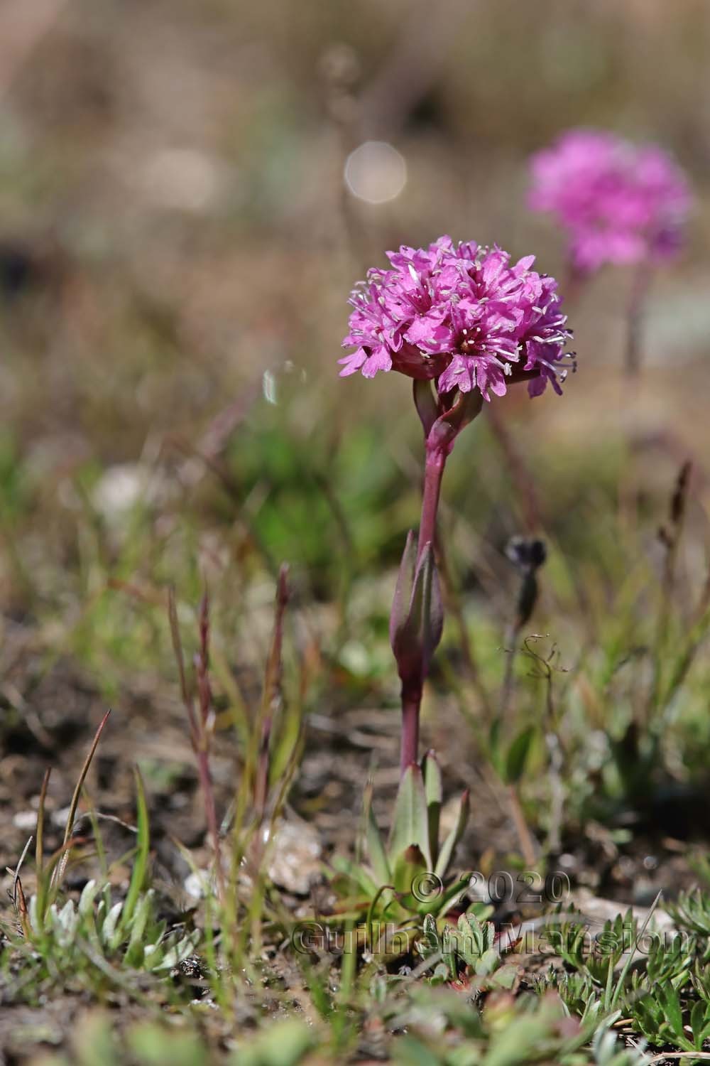 Viscaria alpina [Silene suecica]