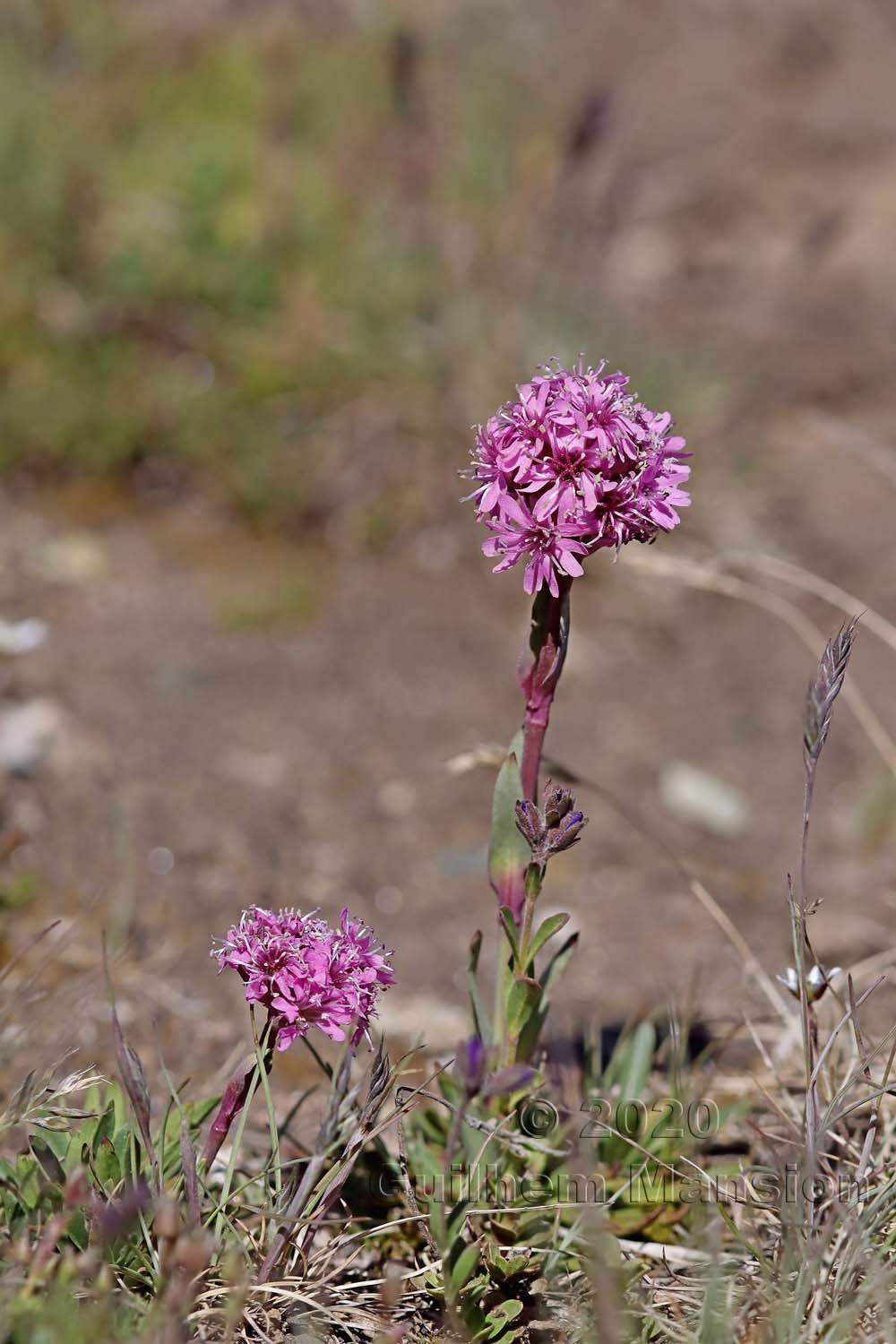 Viscaria alpina [Silene suecica]