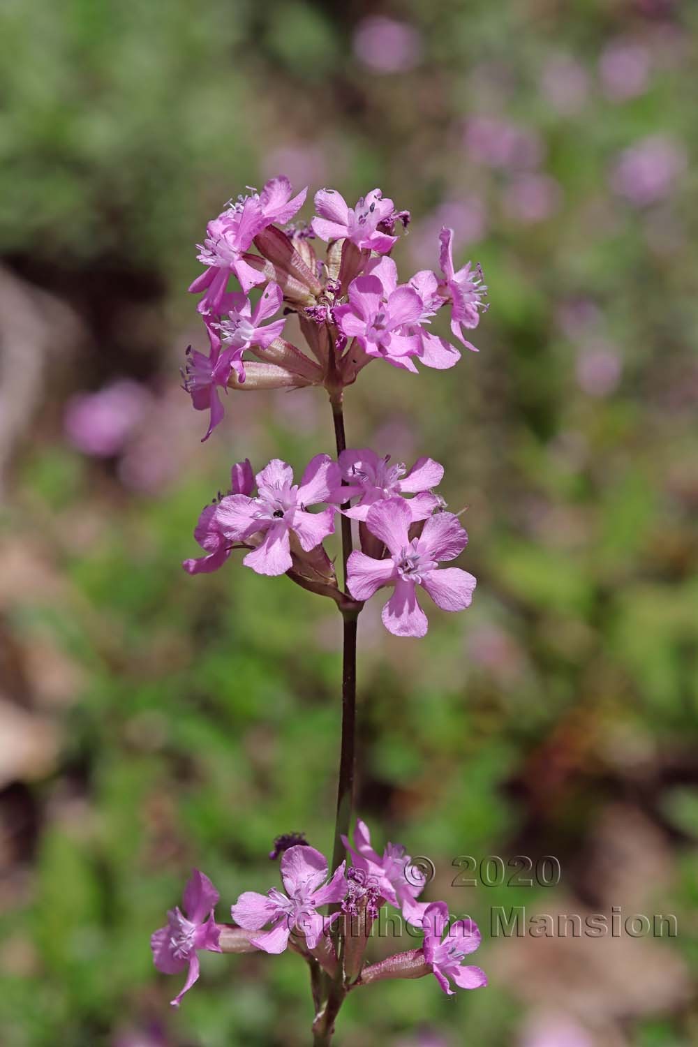 Viscaria vulgaris [Silene viscaria]