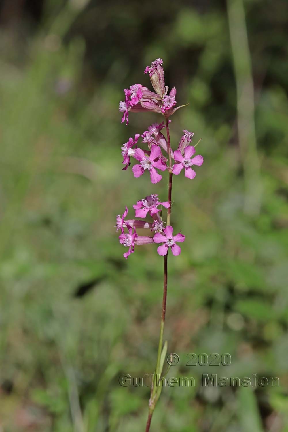 Viscaria vulgaris [Silene viscaria]