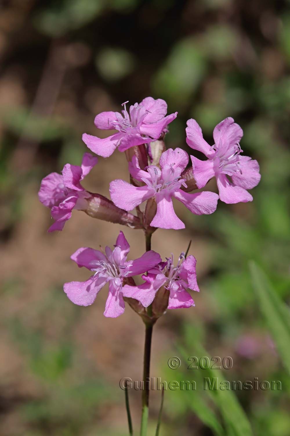 Viscaria vulgaris [Silene viscaria]