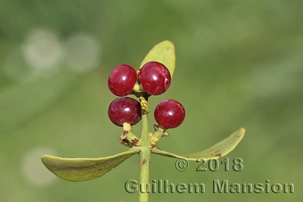 Family - Santalaceae