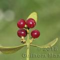 Famille - Santalaceae