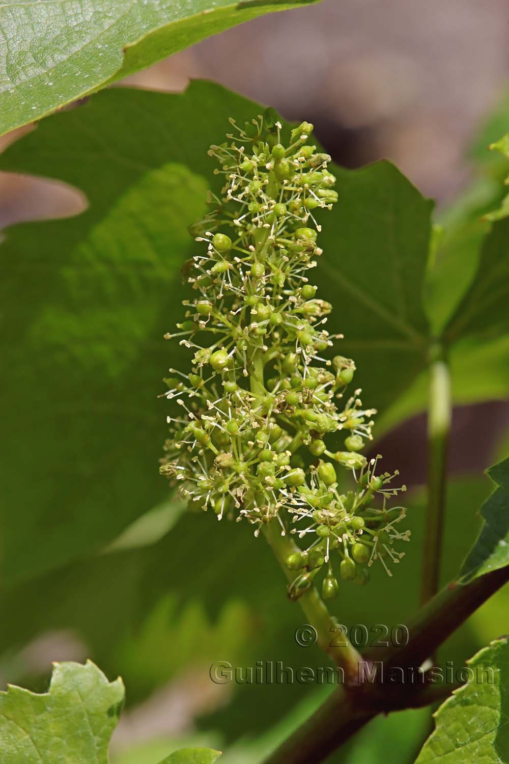 Vitis vinifera