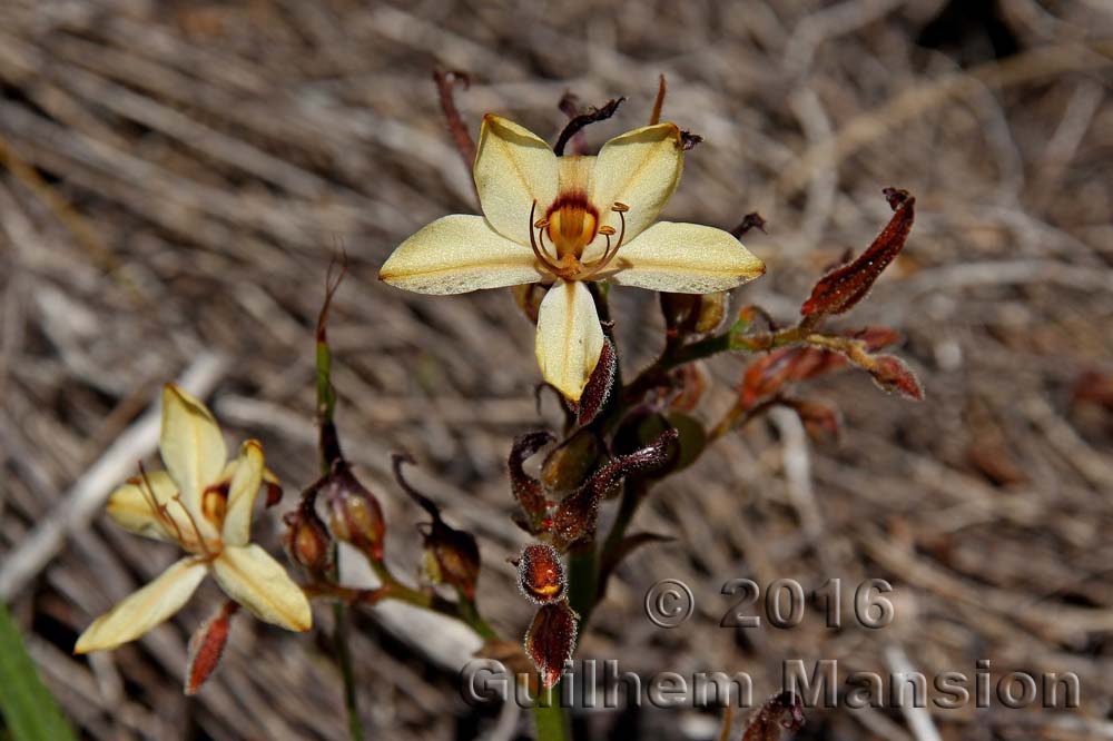 Wachendorfia paniculata