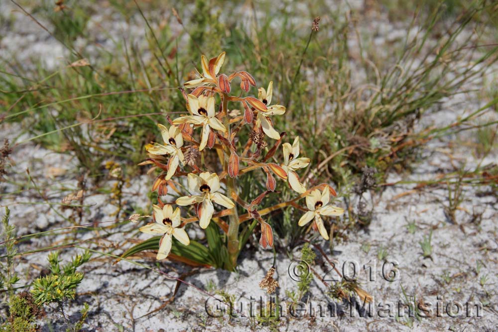 Wachendorfia paniculata