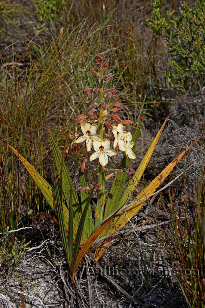 Wachendorfia paniculata