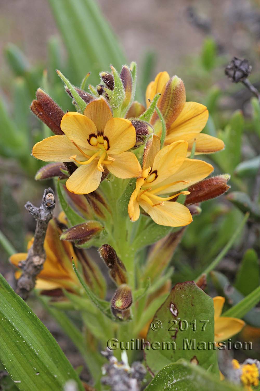 Wachendorfia paniculata