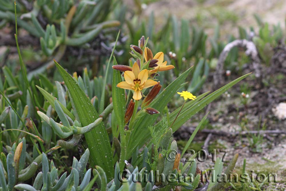 Wachendorfia paniculata