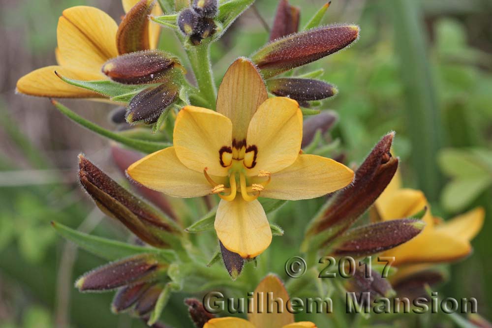 Wachendorfia paniculata