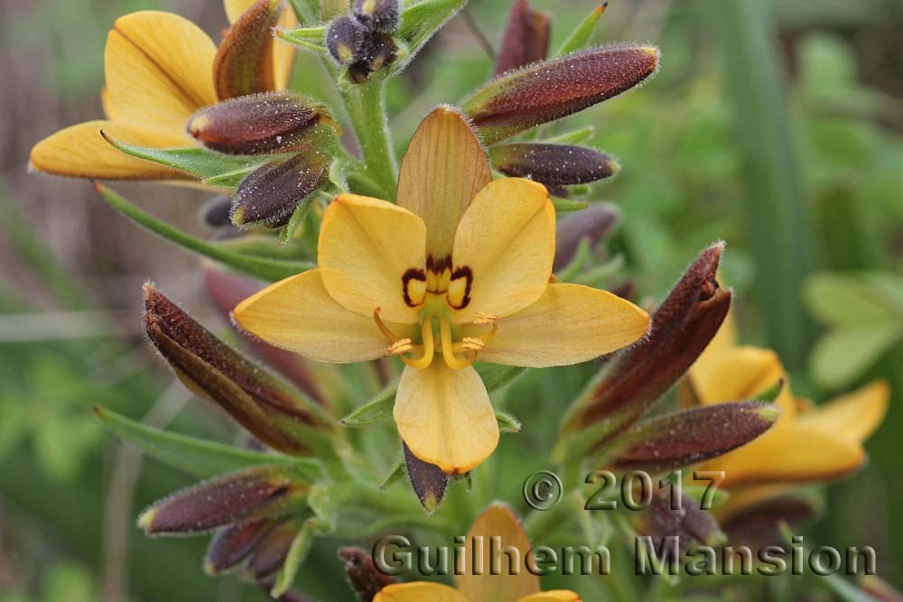 Famille - Haemodoraceae