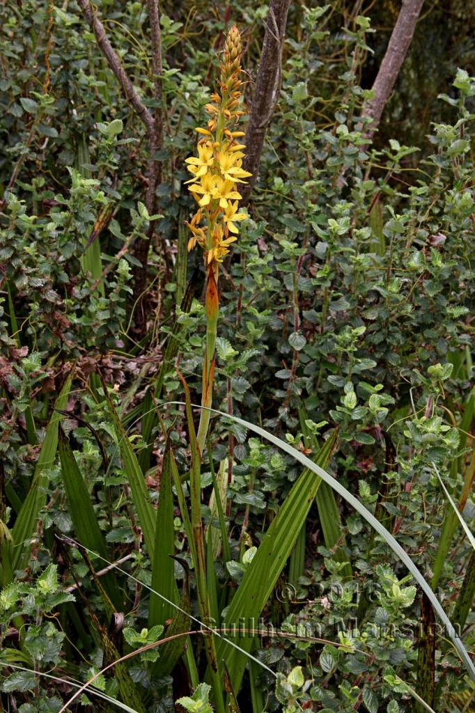 Wachendorfia thyrsiflora