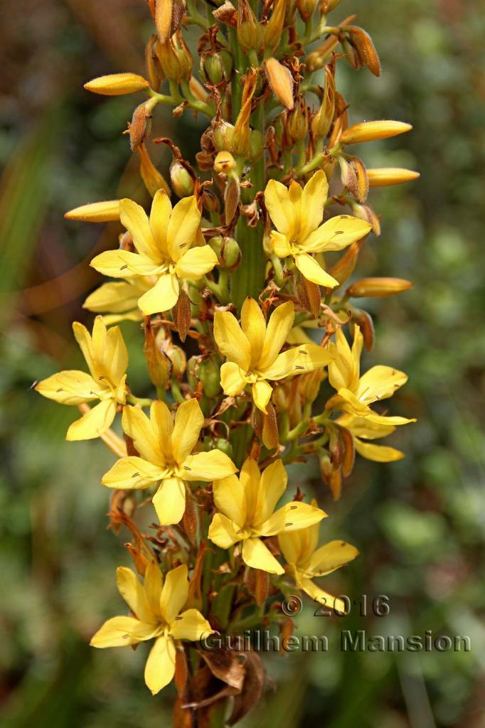 Wachendorfia thyrsiflora