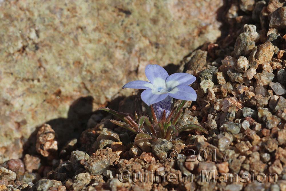 Wahlenbergia acaulis