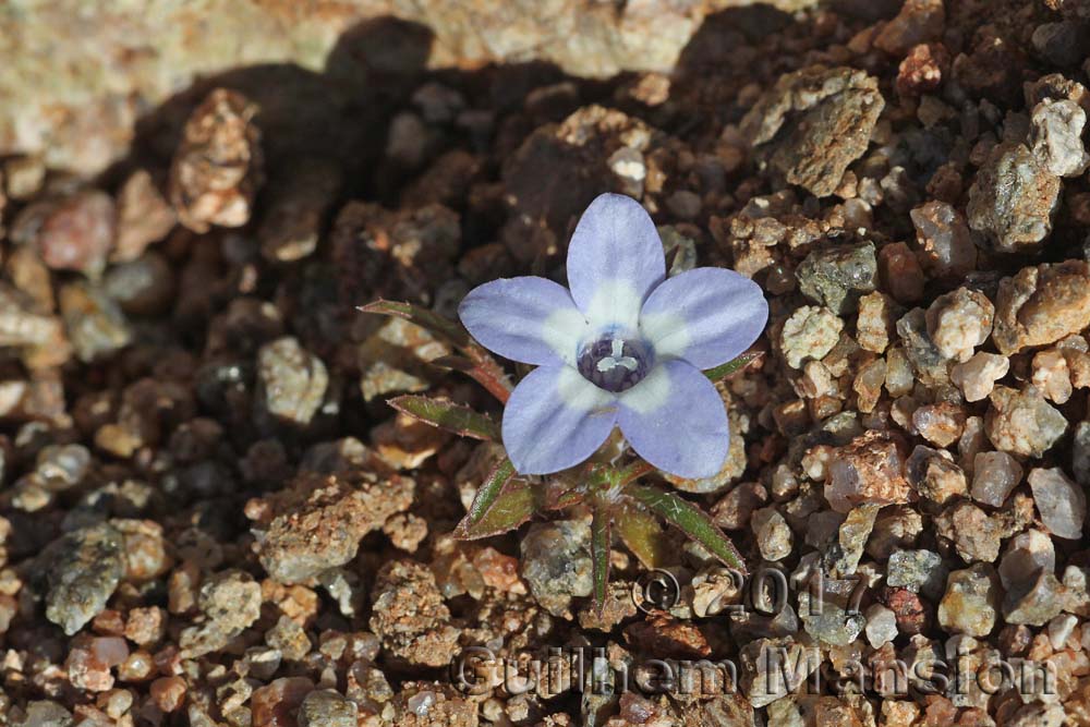 Wahlenbergia acaulis