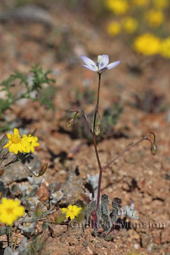 Wahlenbergia annularis