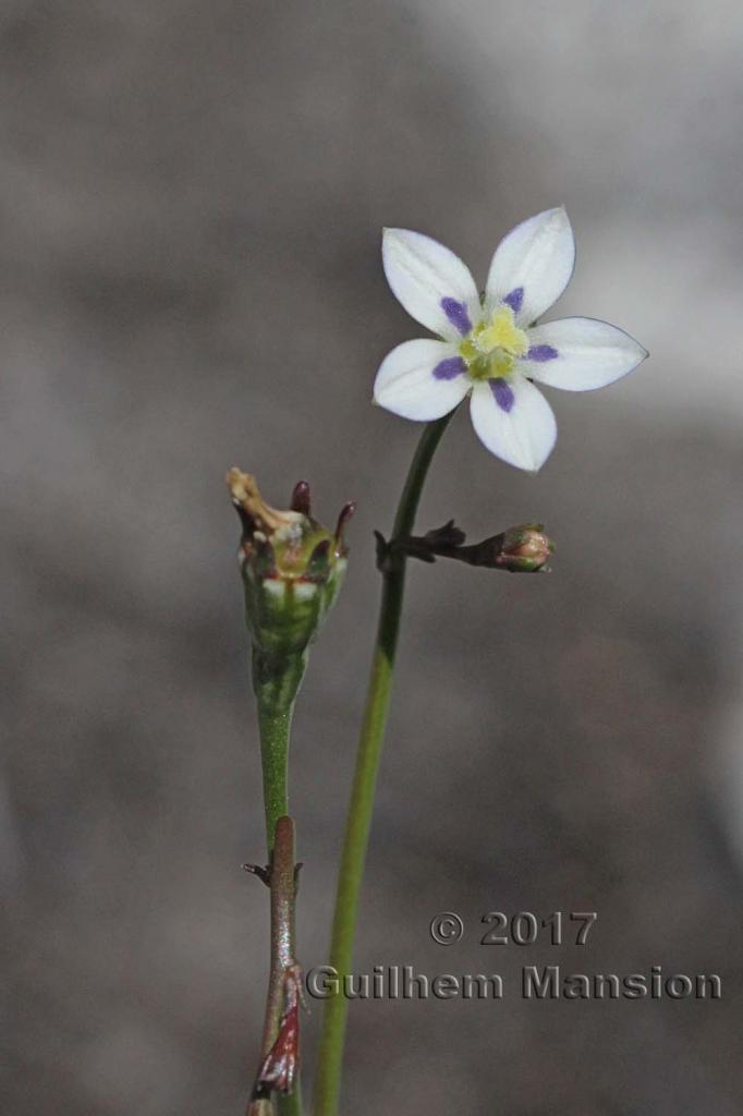 Walhenbergia capensis