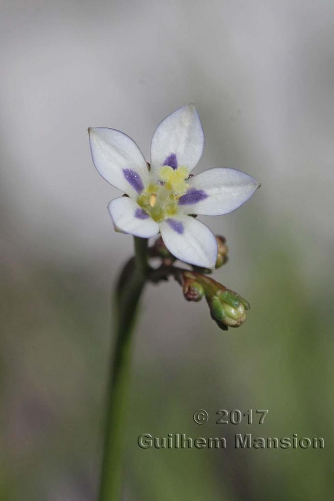 Walhenbergia capensis