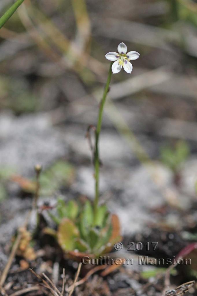 Walhenbergia capensis