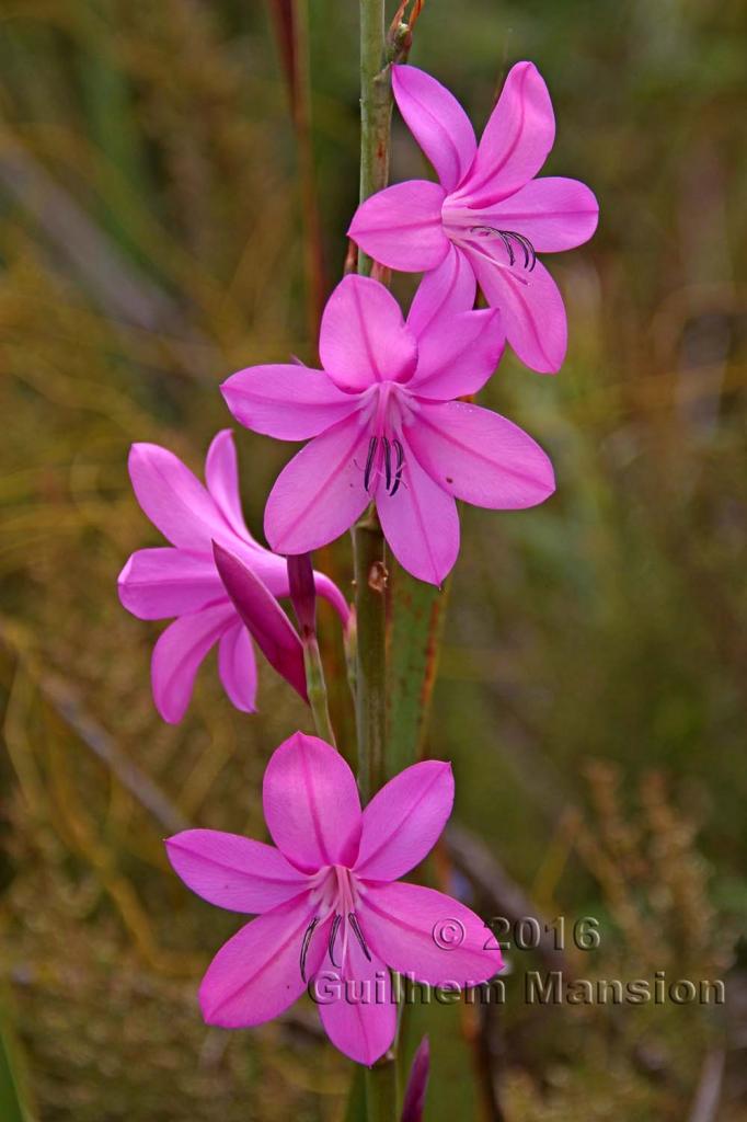 Watsonia borbonica