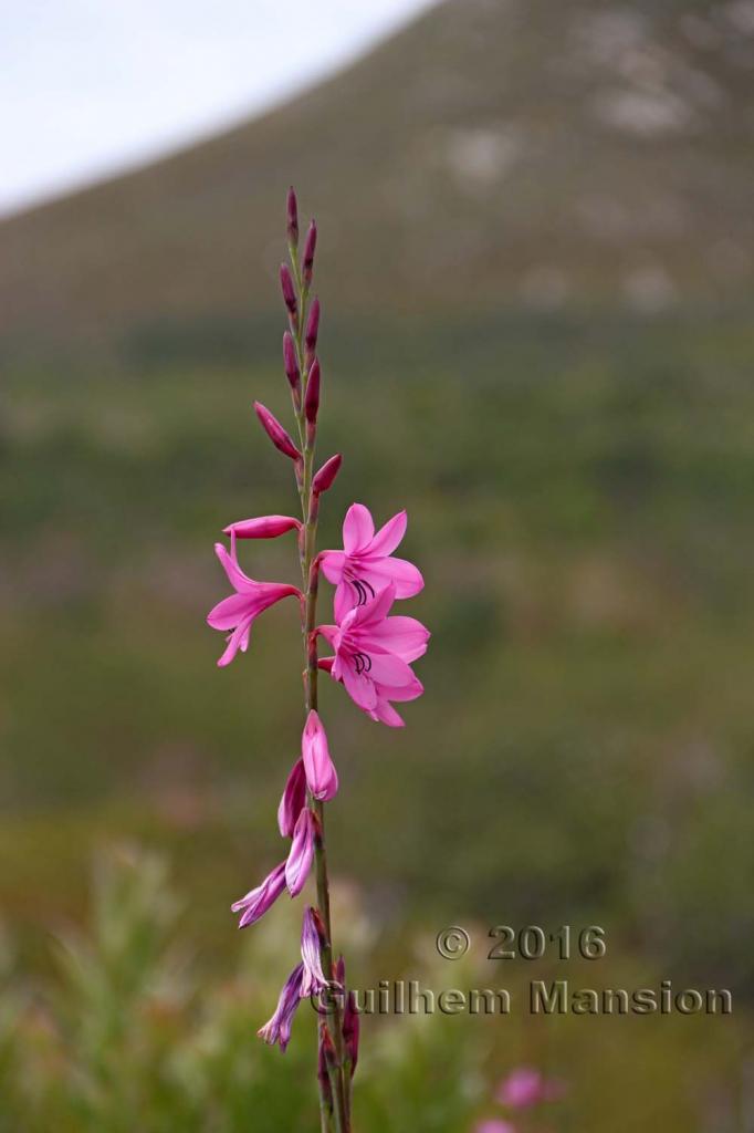 Watsonia borbonica