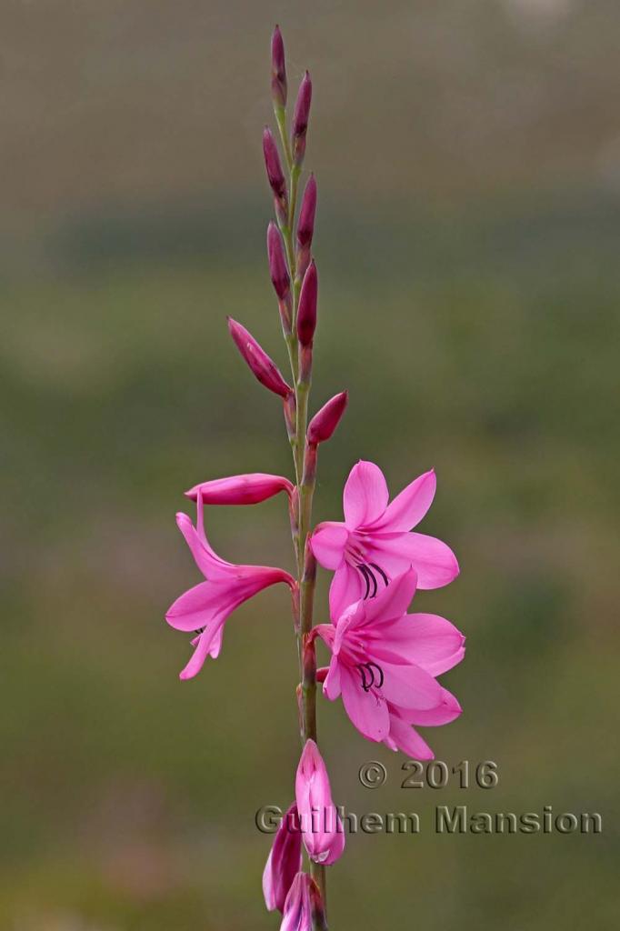 Watsonia borbonica