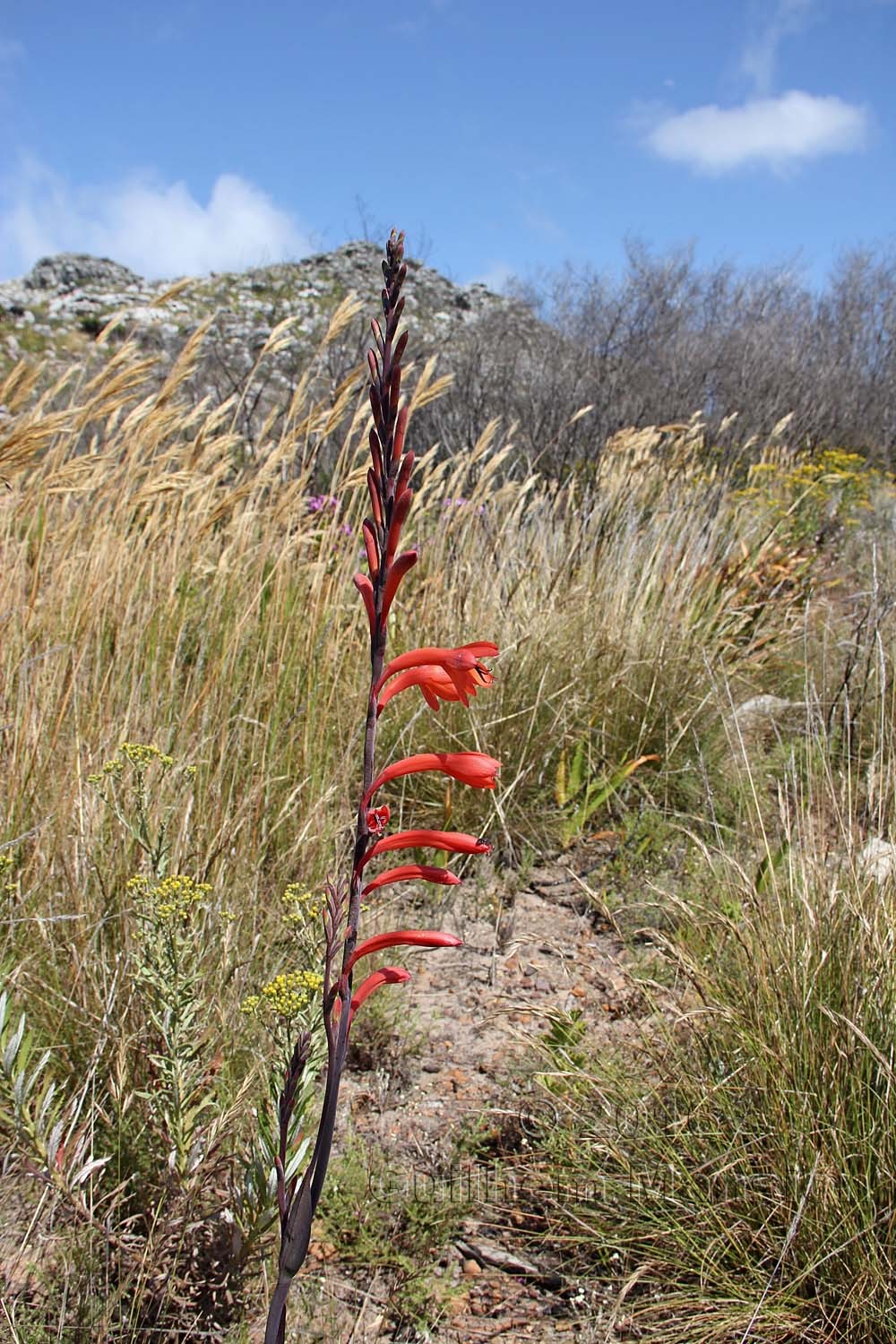 Watsonia tabularis