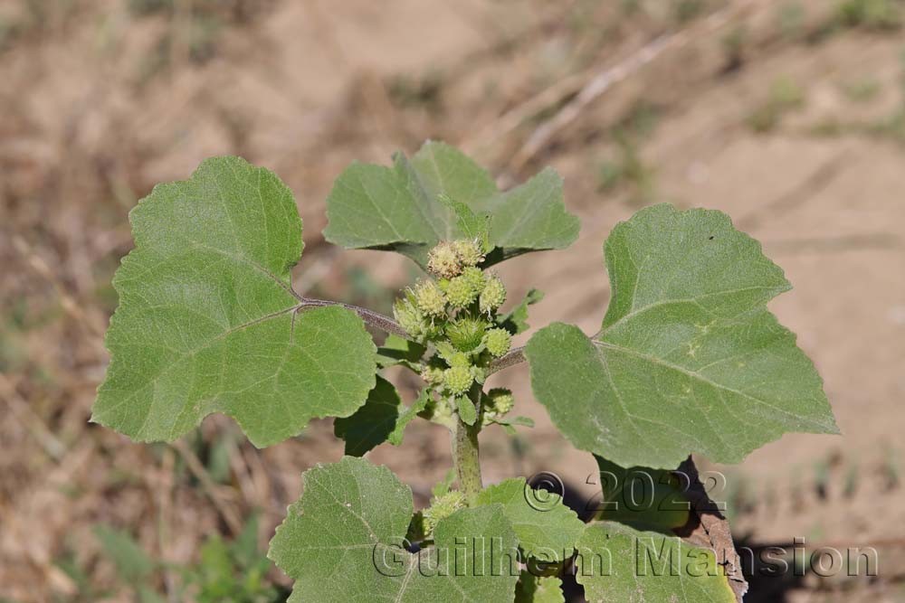 Xanthium orientale subsp. italicum