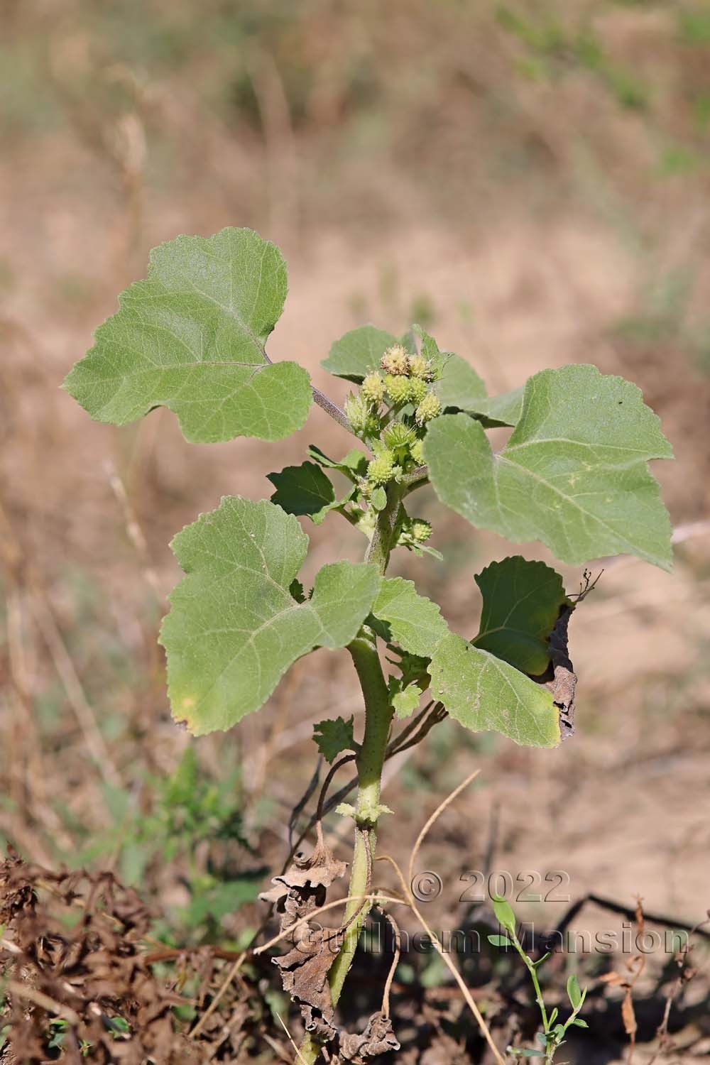 Xanthium orientale subsp. italicum