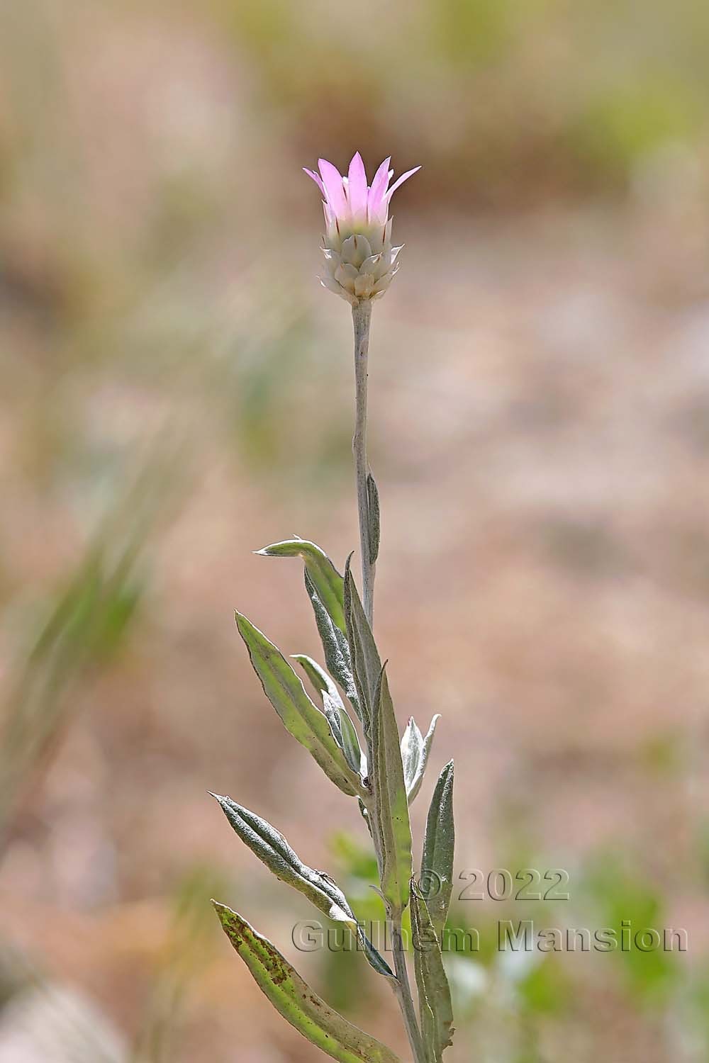 Xeranthemum inapertum