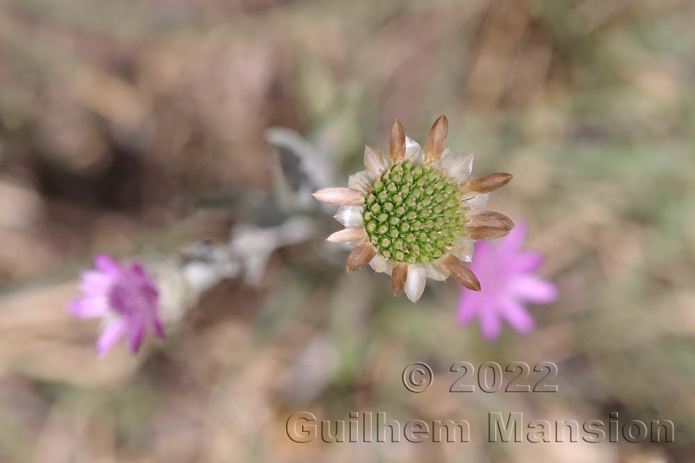 Xeranthemum inapertum