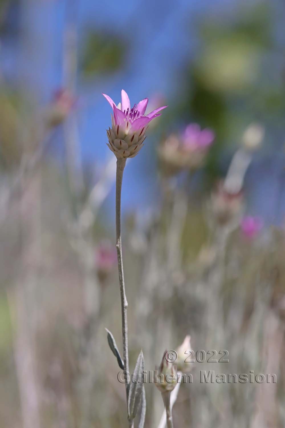 Xeranthemum inapertum