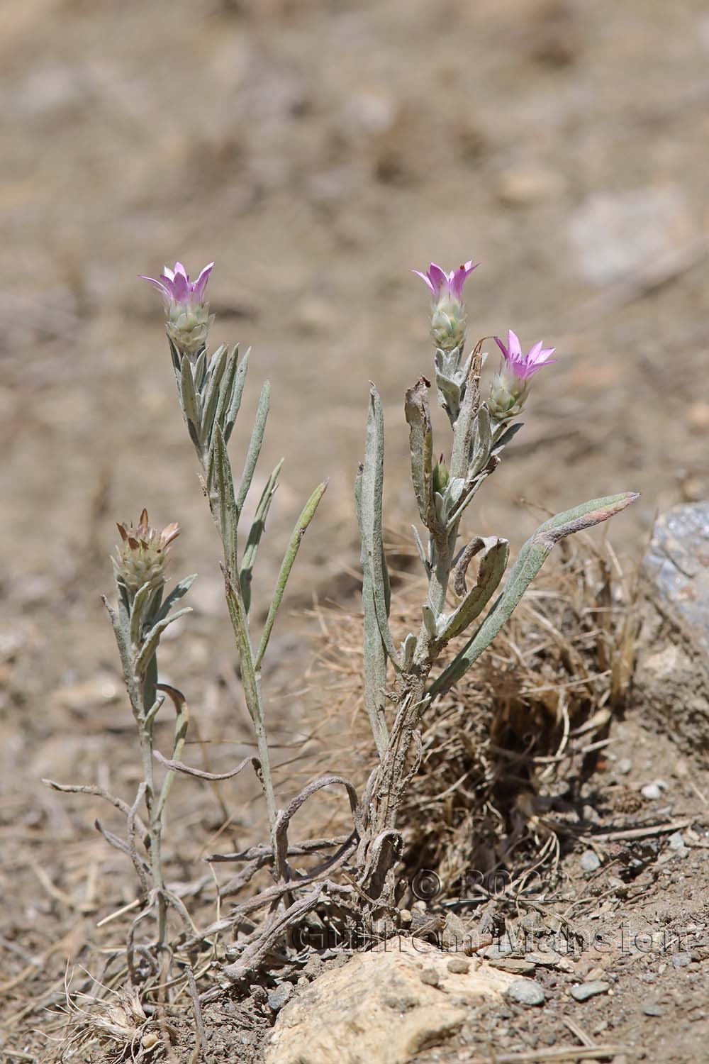 Xeranthemum inapertum